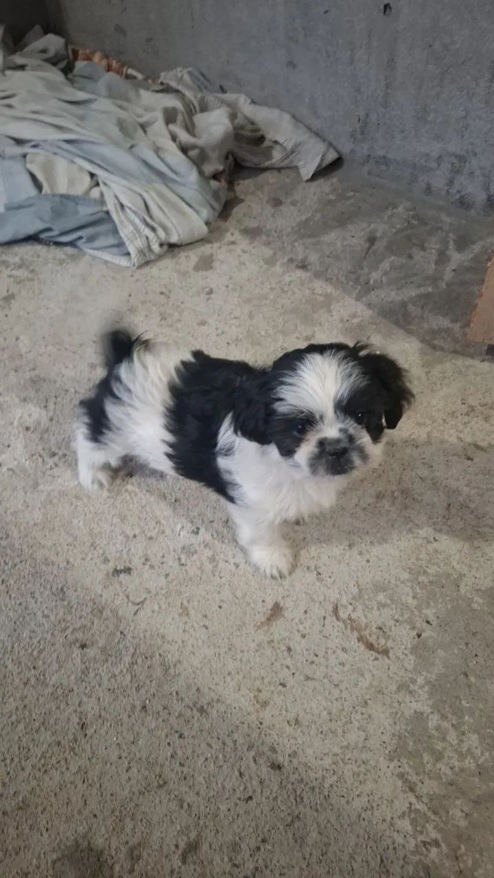 Vendo cachorro shih tzu 