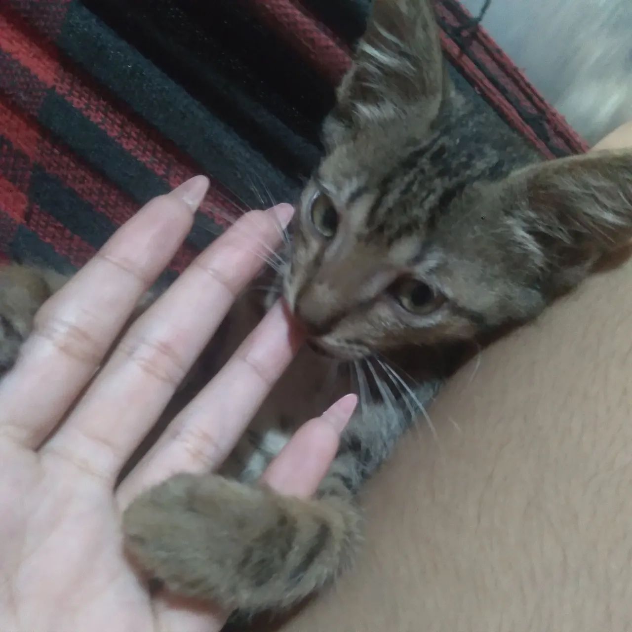ADOÇÃO - Foto 3