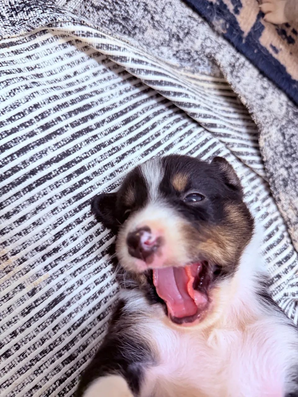 Border Collie - Foto 2