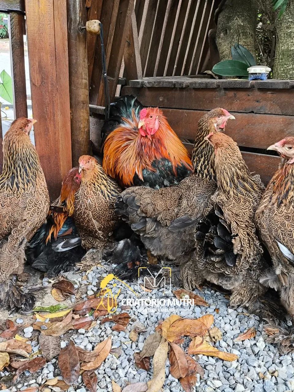 Ovos de galinha Brahma perdiz  - Foto 4