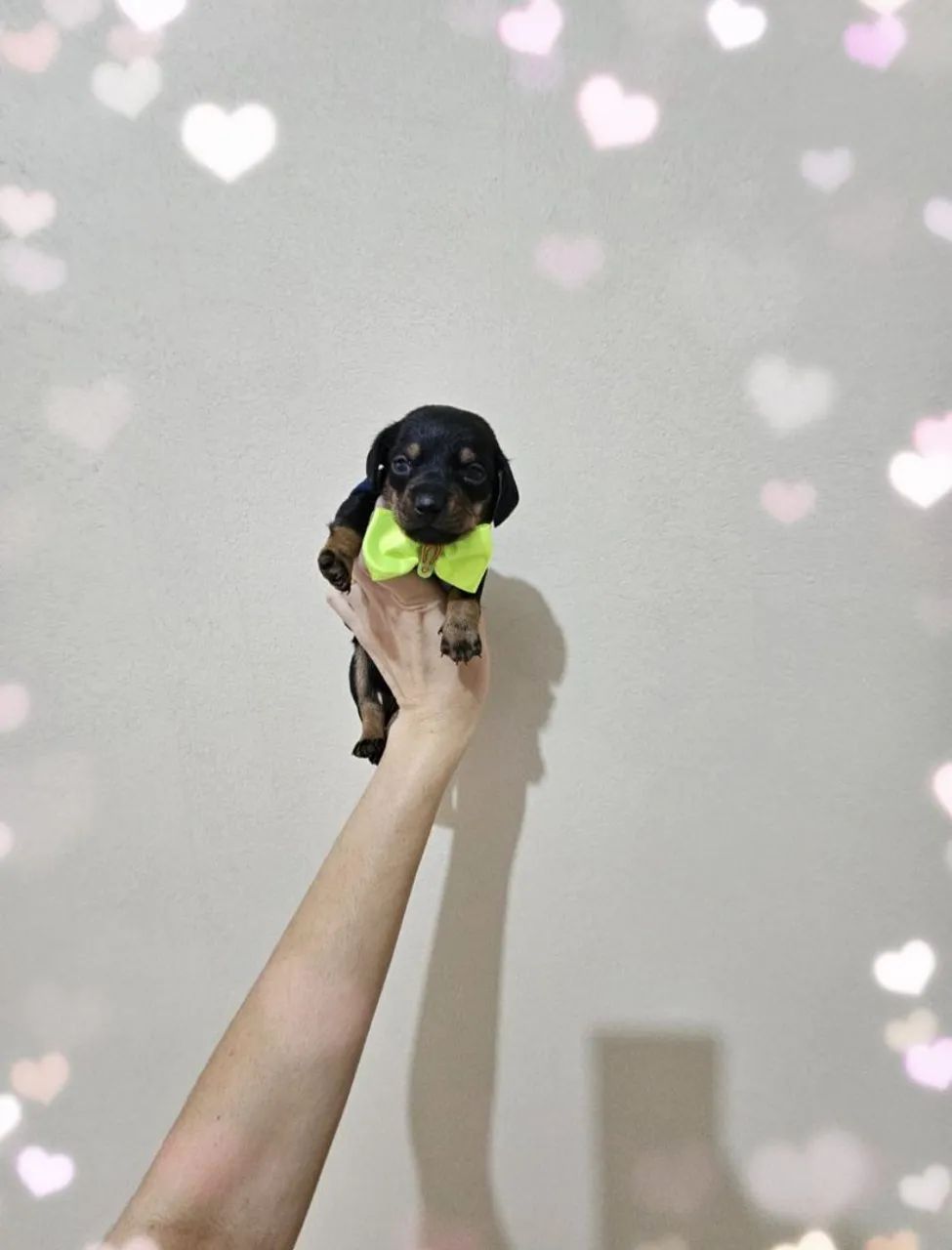 Dachshund  - Foto 3