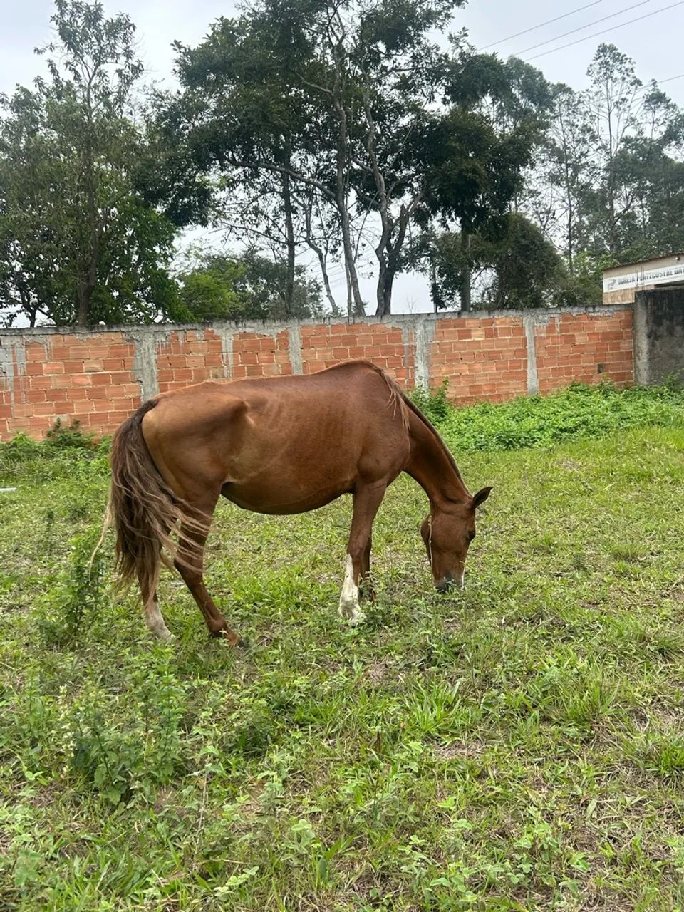 Cavalo