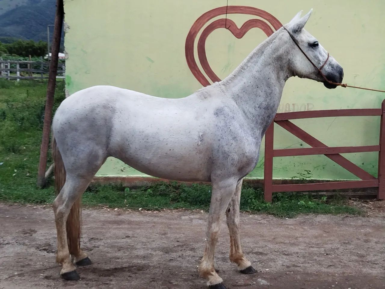 Vendo égua registrada somente pra reprodução  - Foto 4