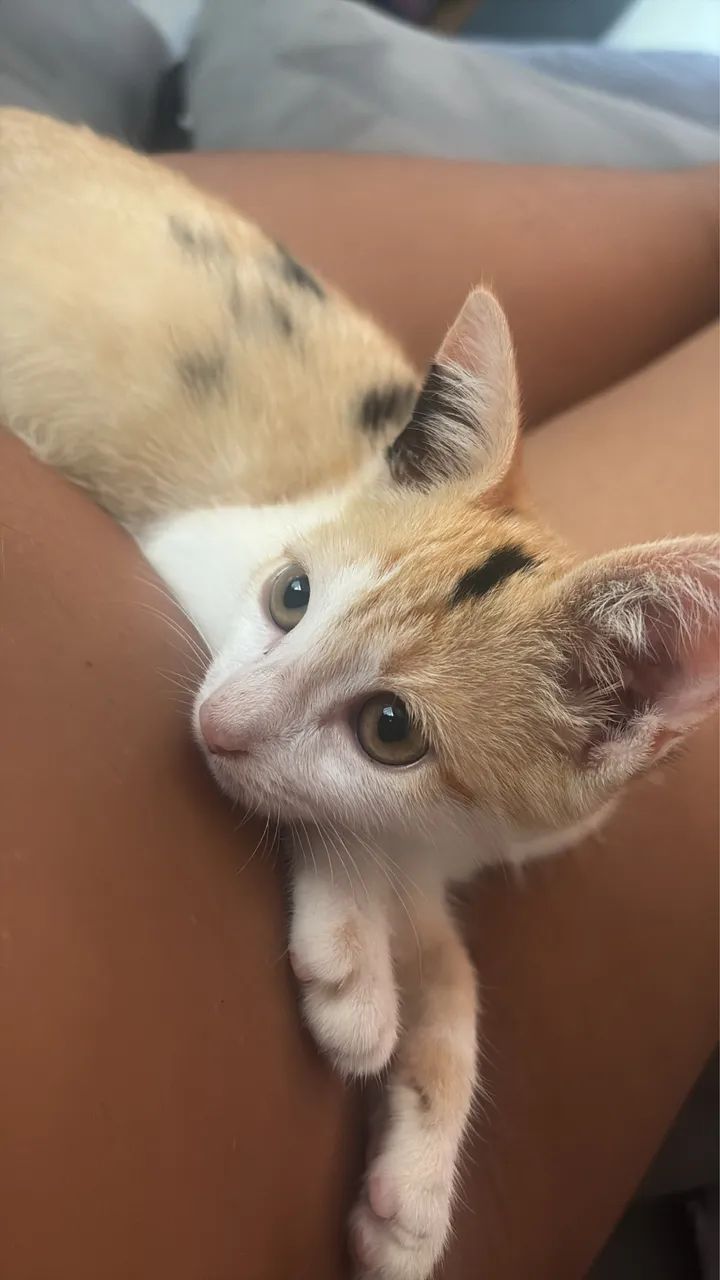 Procura se gatinho Perdido  - Foto 2