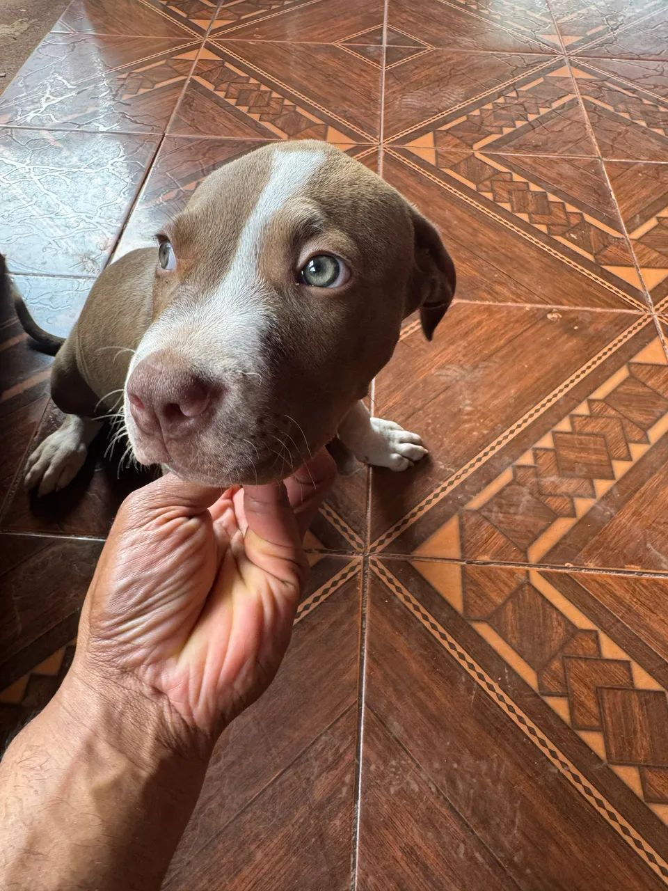 Pitbul APBT 