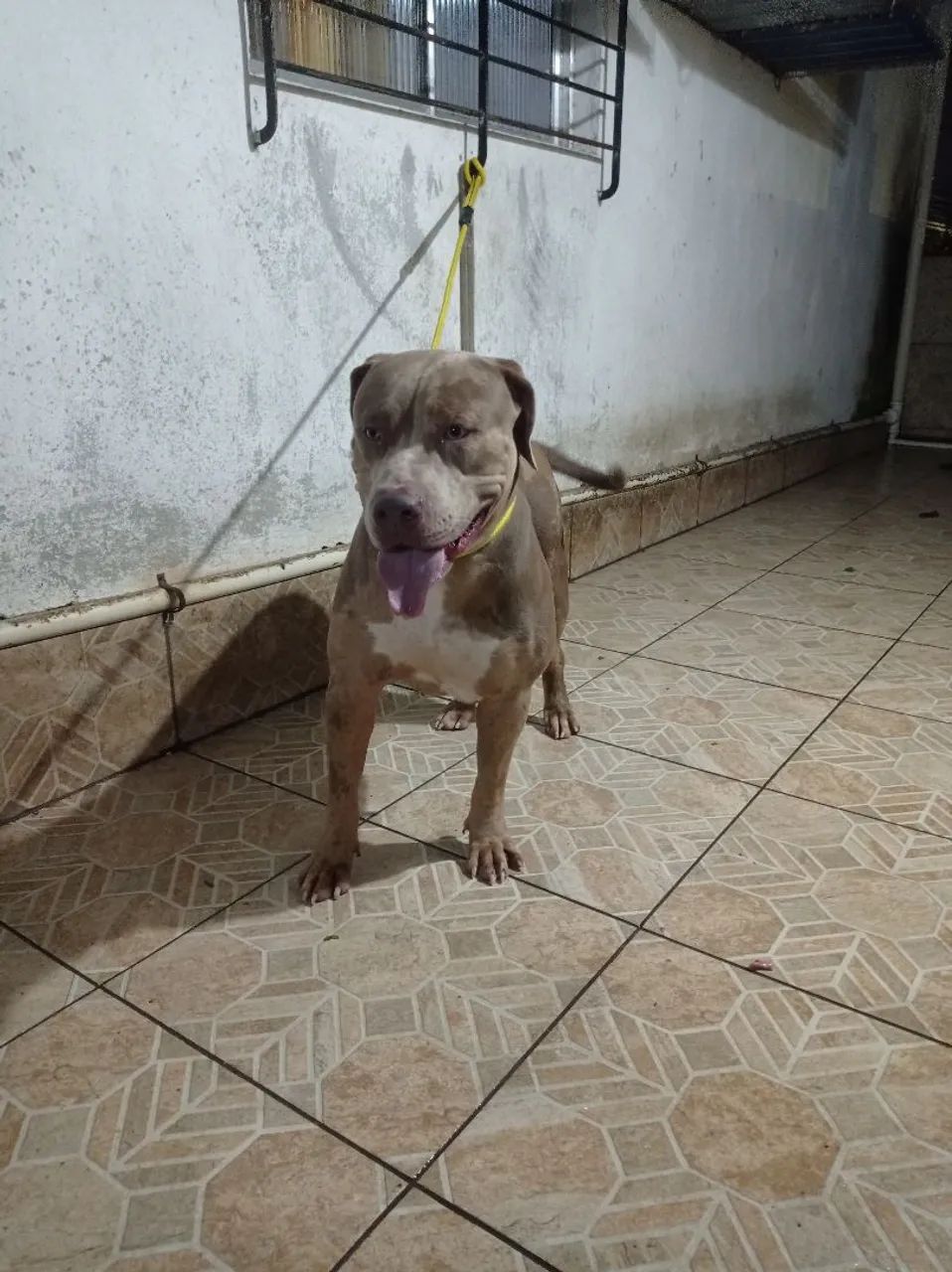Pitmonster 