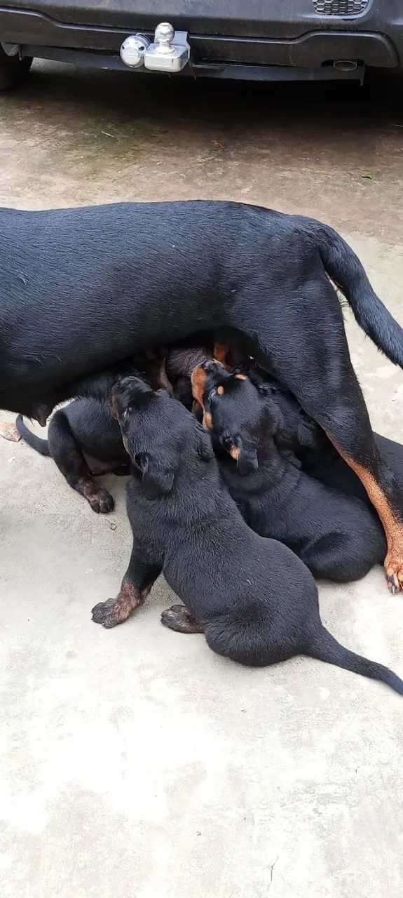 Rottweiler  - Foto 3