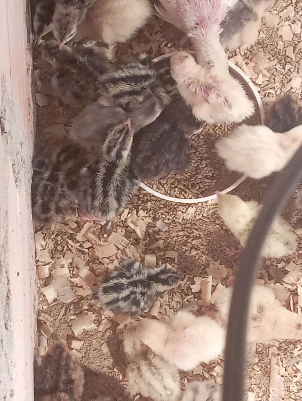 Pintinhos de codorna gigante  - Foto 4