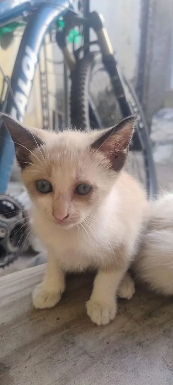 Adoção Gatos Filhotes  - Foto 4