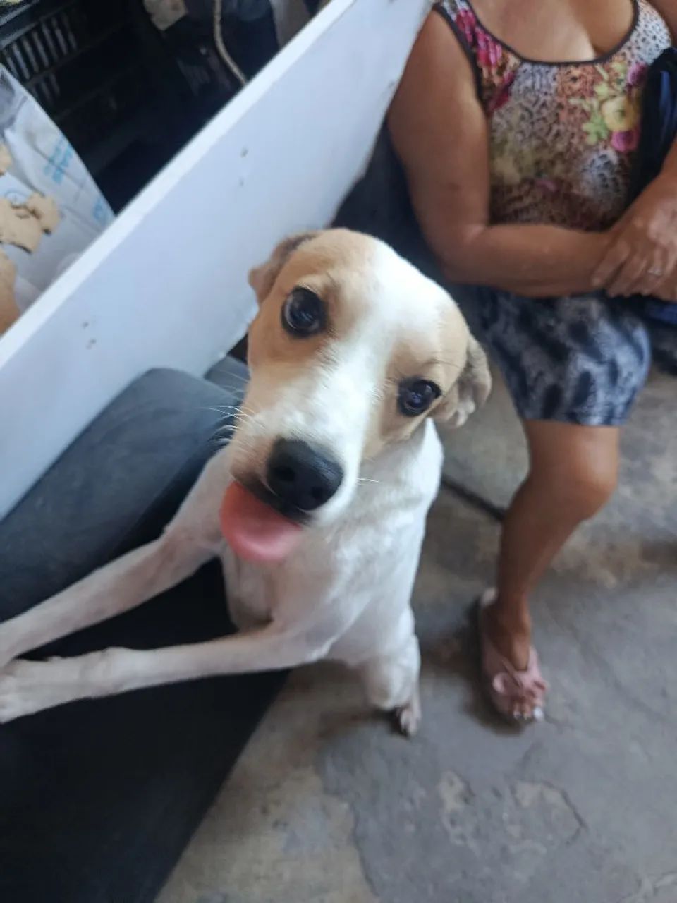 Doa-se cachorro!