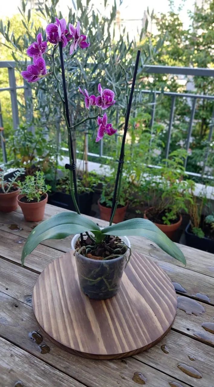 Vaso de orquídeas  - Foto 2