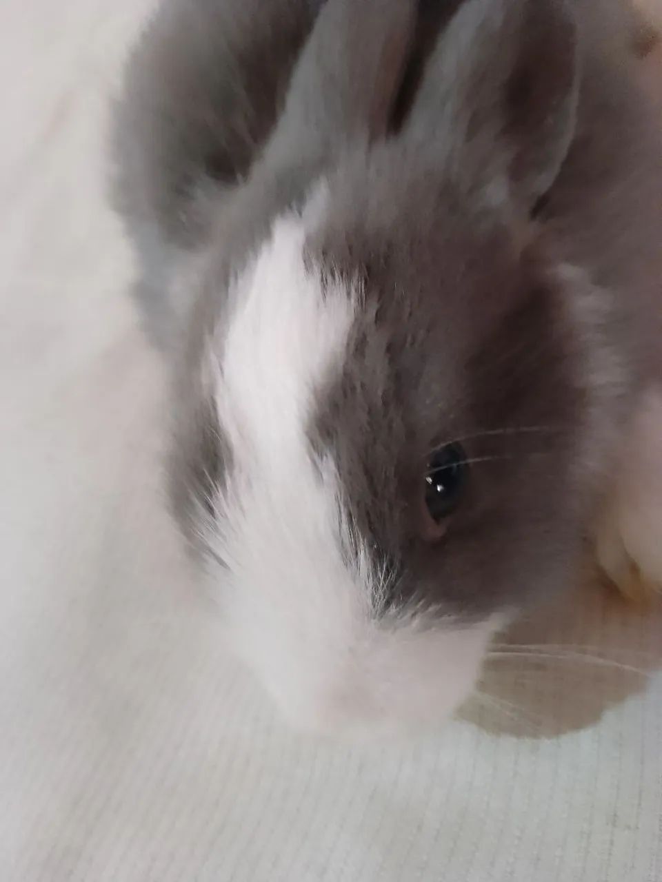 Coelho pet raça  - Foto 4
