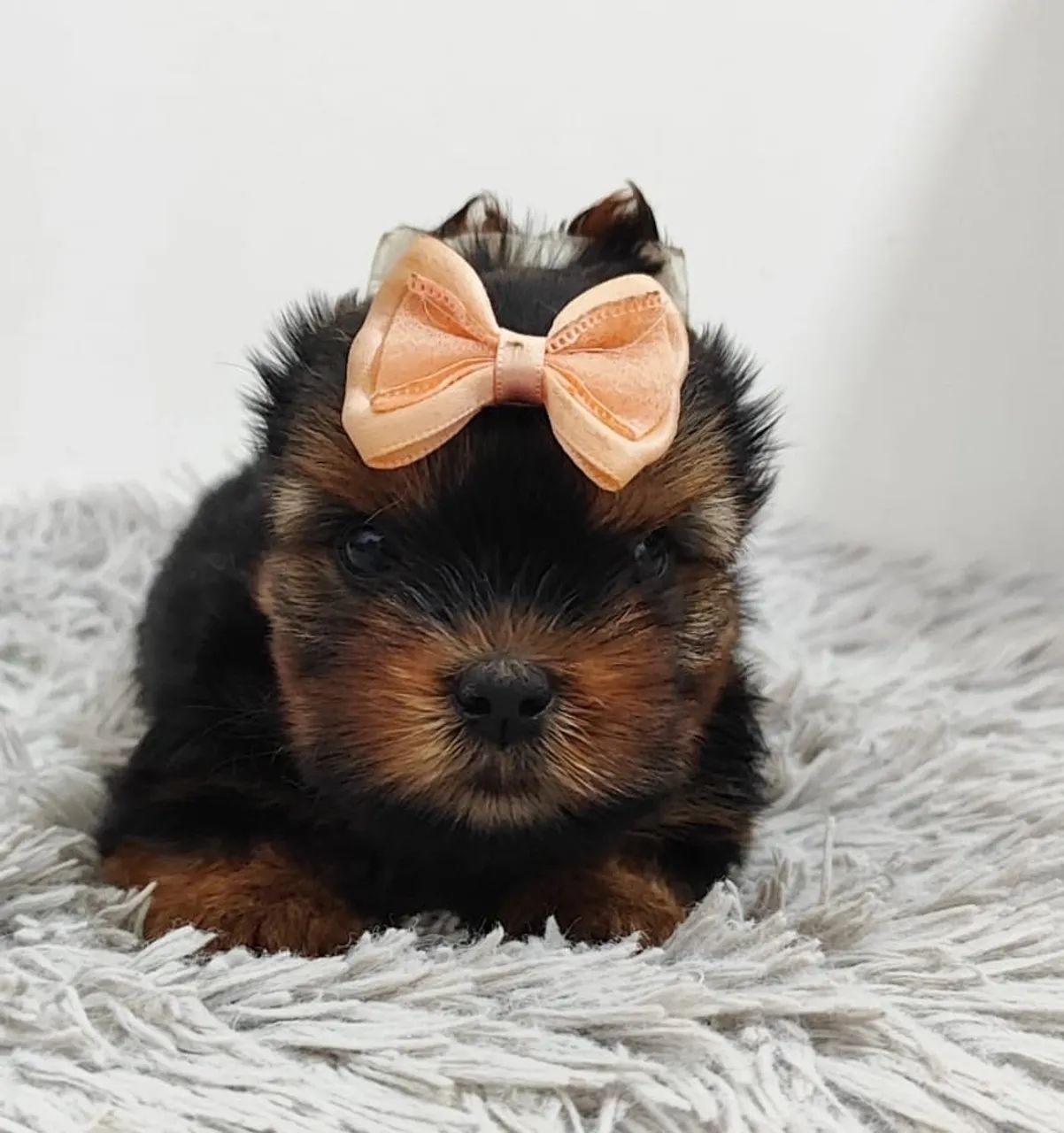 Yorkshire Terrier micro vendas  - Foto 3