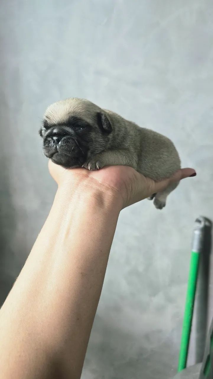 Pug macho - Foto 2