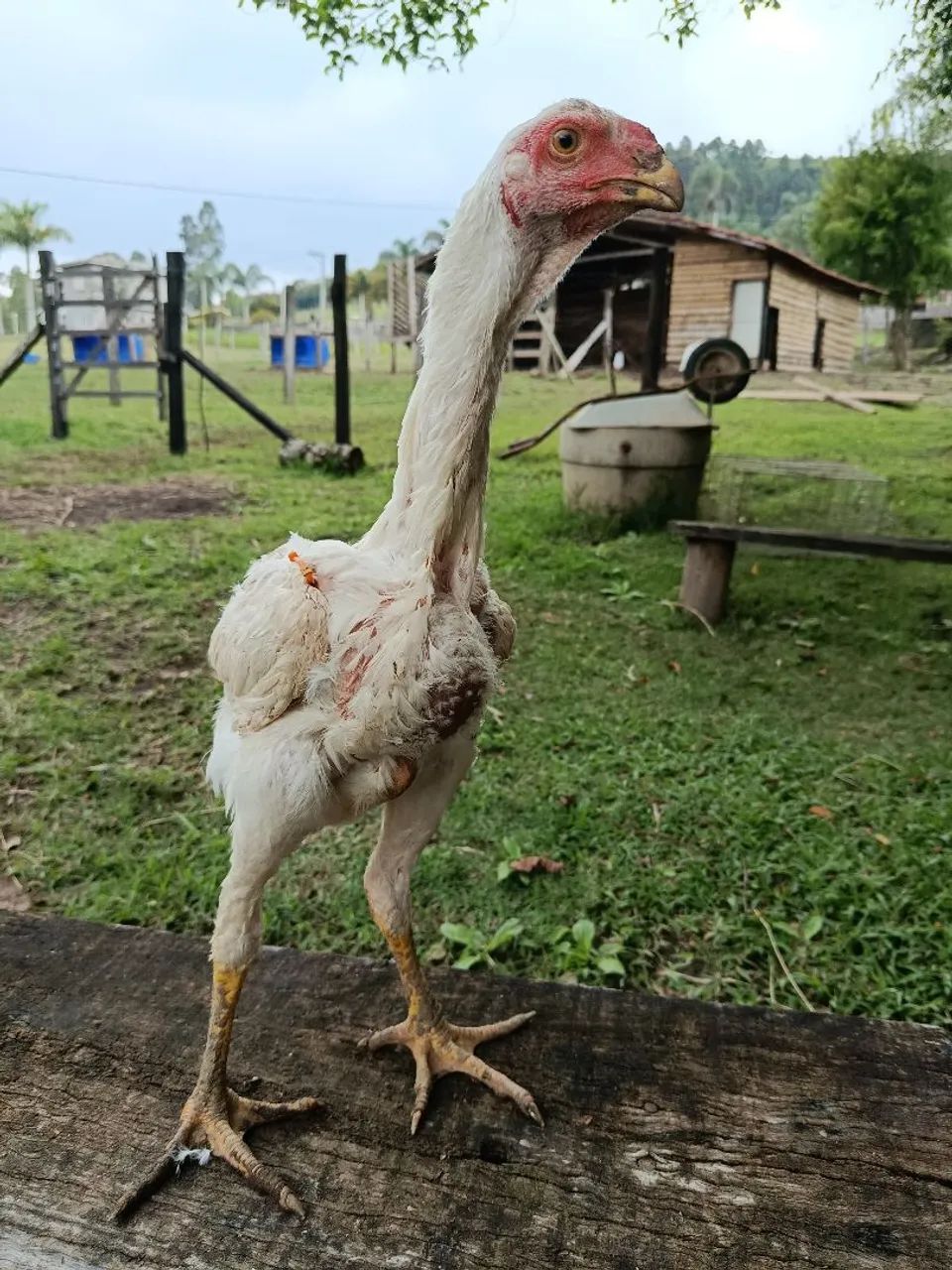 Índio gigante  - Foto 4