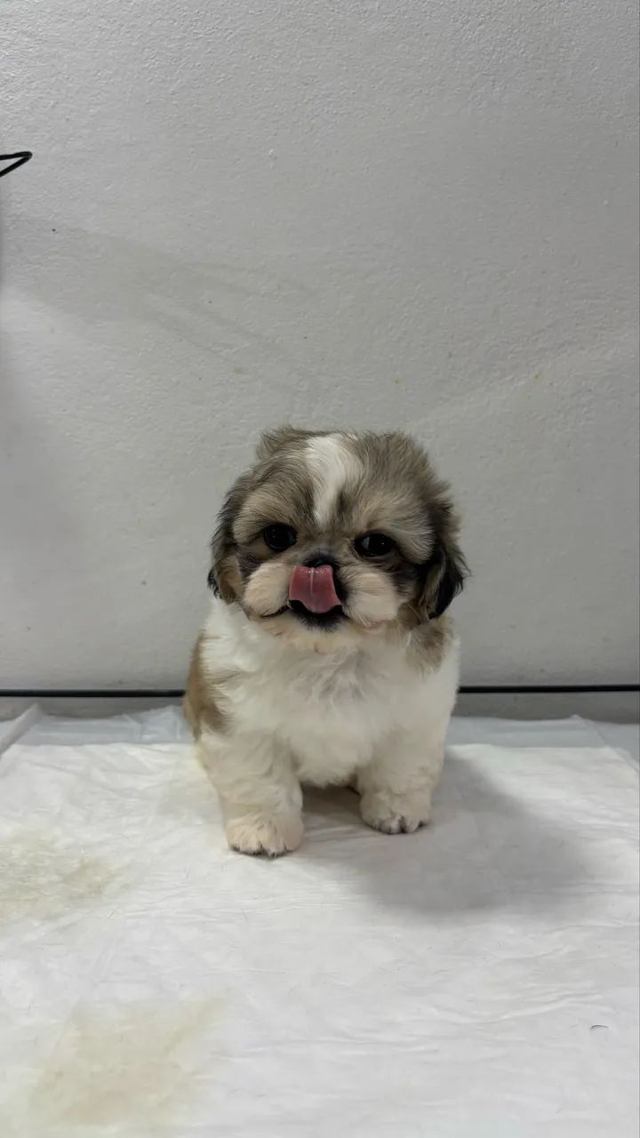 Shih Tzu  - Foto 2