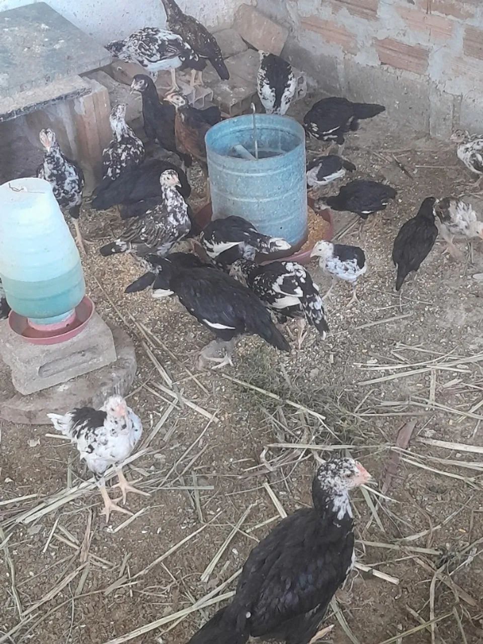 Franguinhos e franguinhas índio cipó - Foto 6
