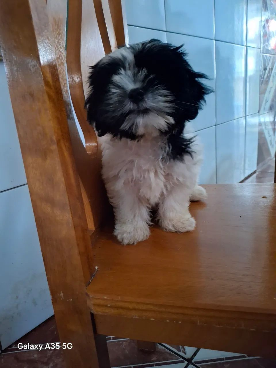 Shitzu macho  - Foto 2