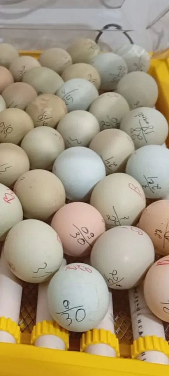 Gsb galinha ovos e pintinhos a venda  - Foto 5