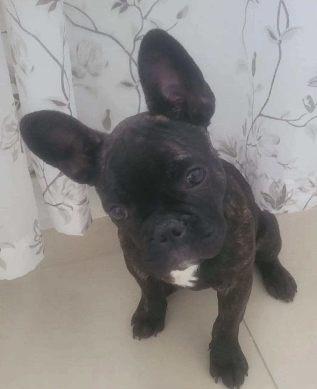 Buldogue francês  - Foto 2