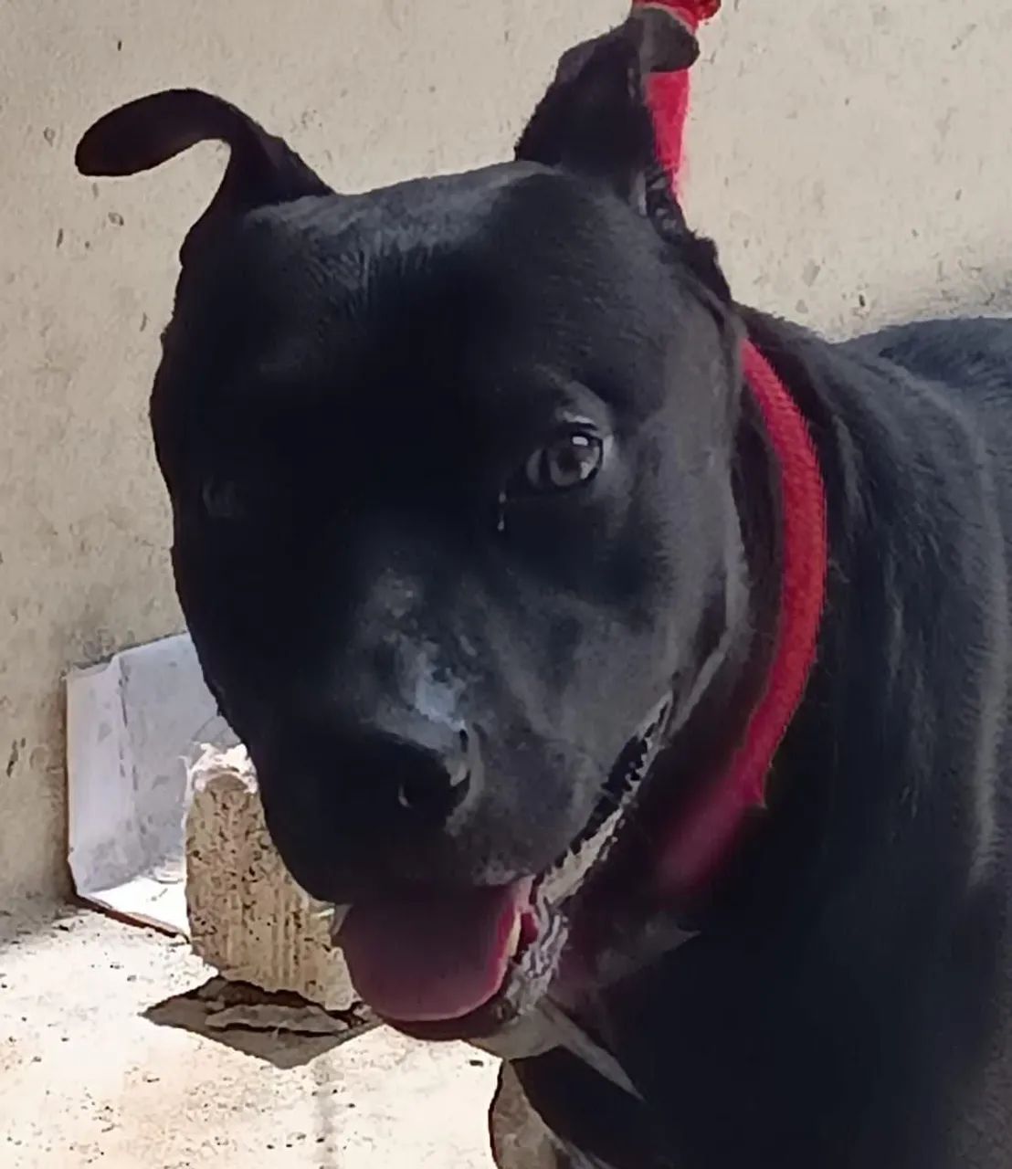 Cachorro macho pitbul super docil - Foto 3