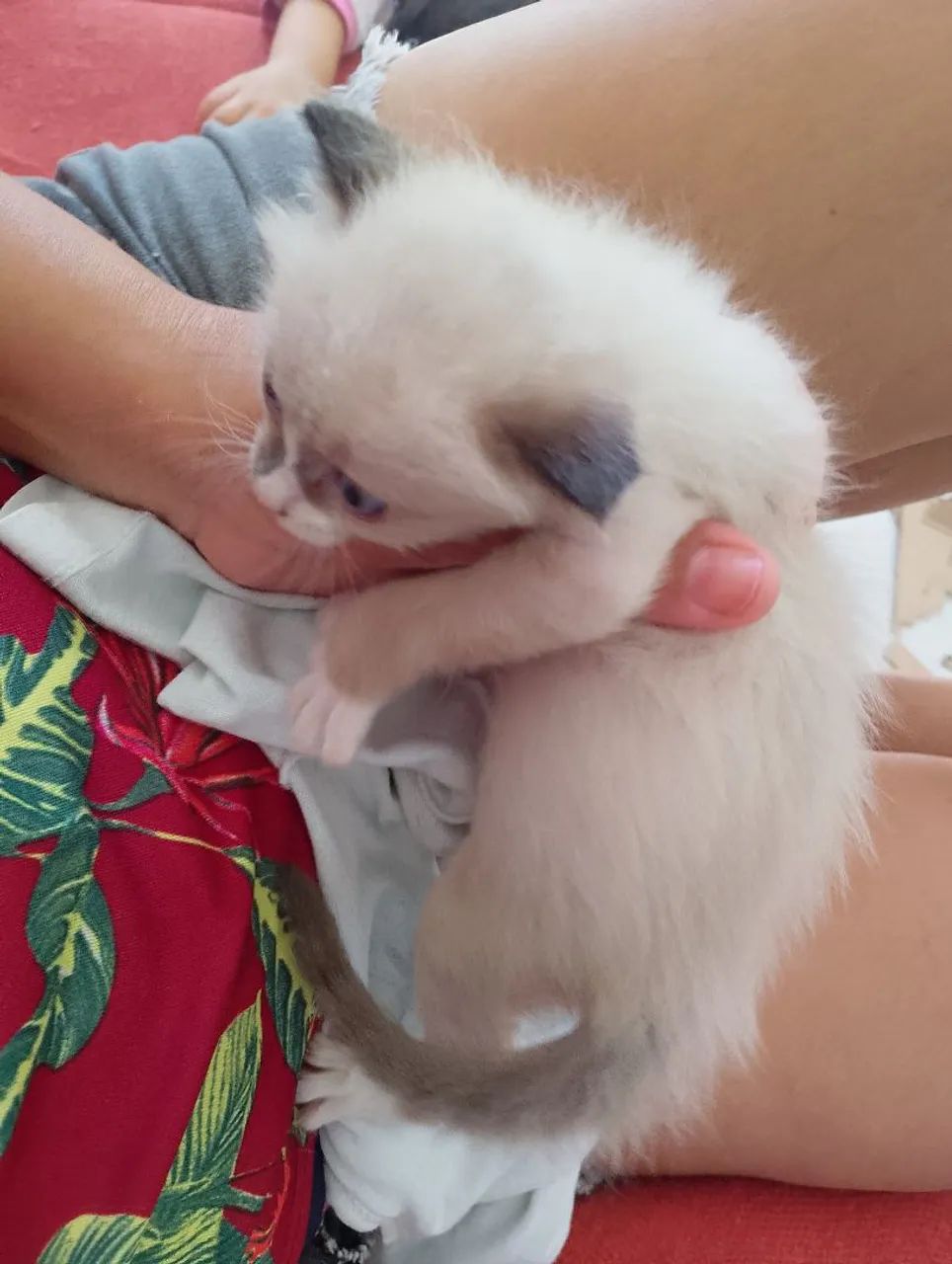 Gatinho macho - Foto 2