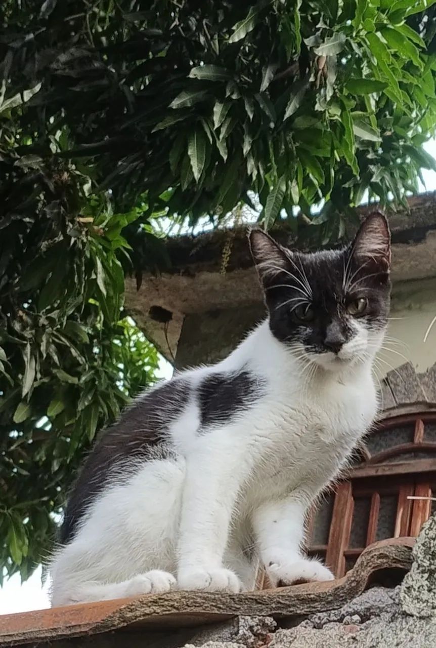 Gatinha frajolinha, pura fofura! Olha esse narizinho!