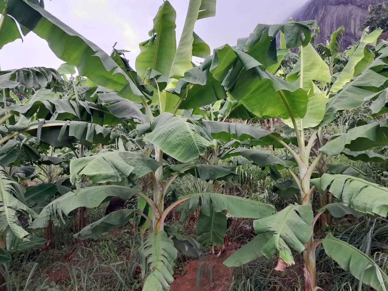 Mudas de banana terrinha
