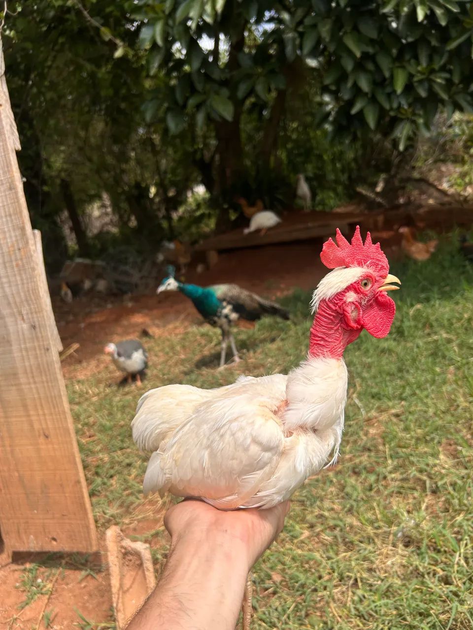 Garnizé suro - Foto 2