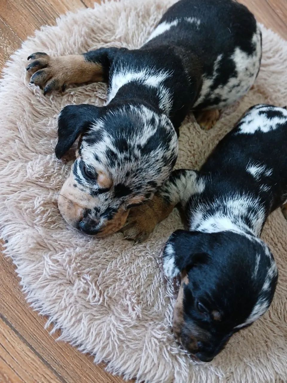 Venda Daschund  *  - Foto 2