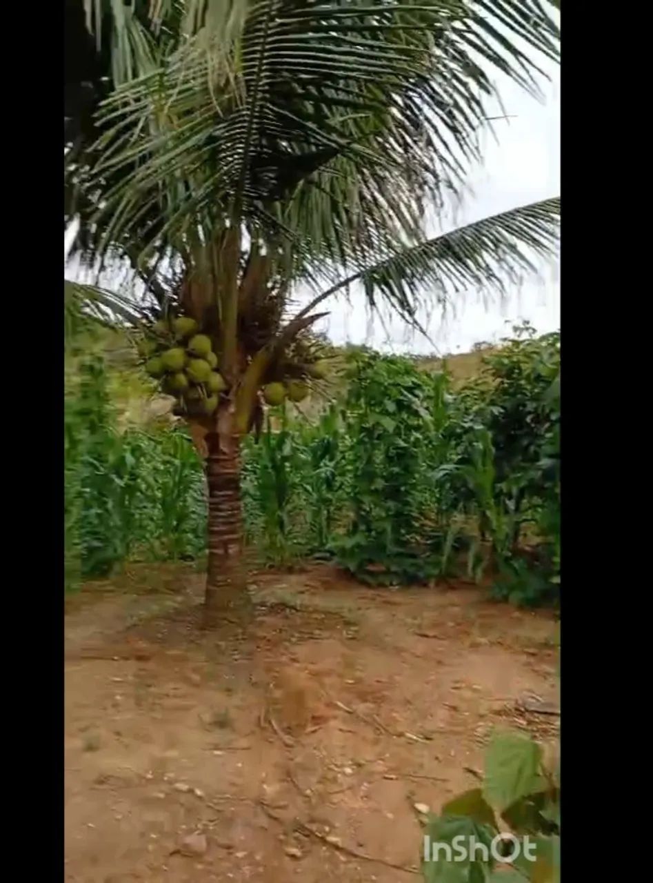 Sítio com grande área a venda  - Foto 5