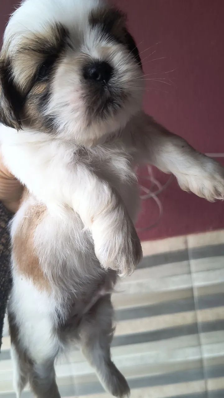 Shitzu macho 