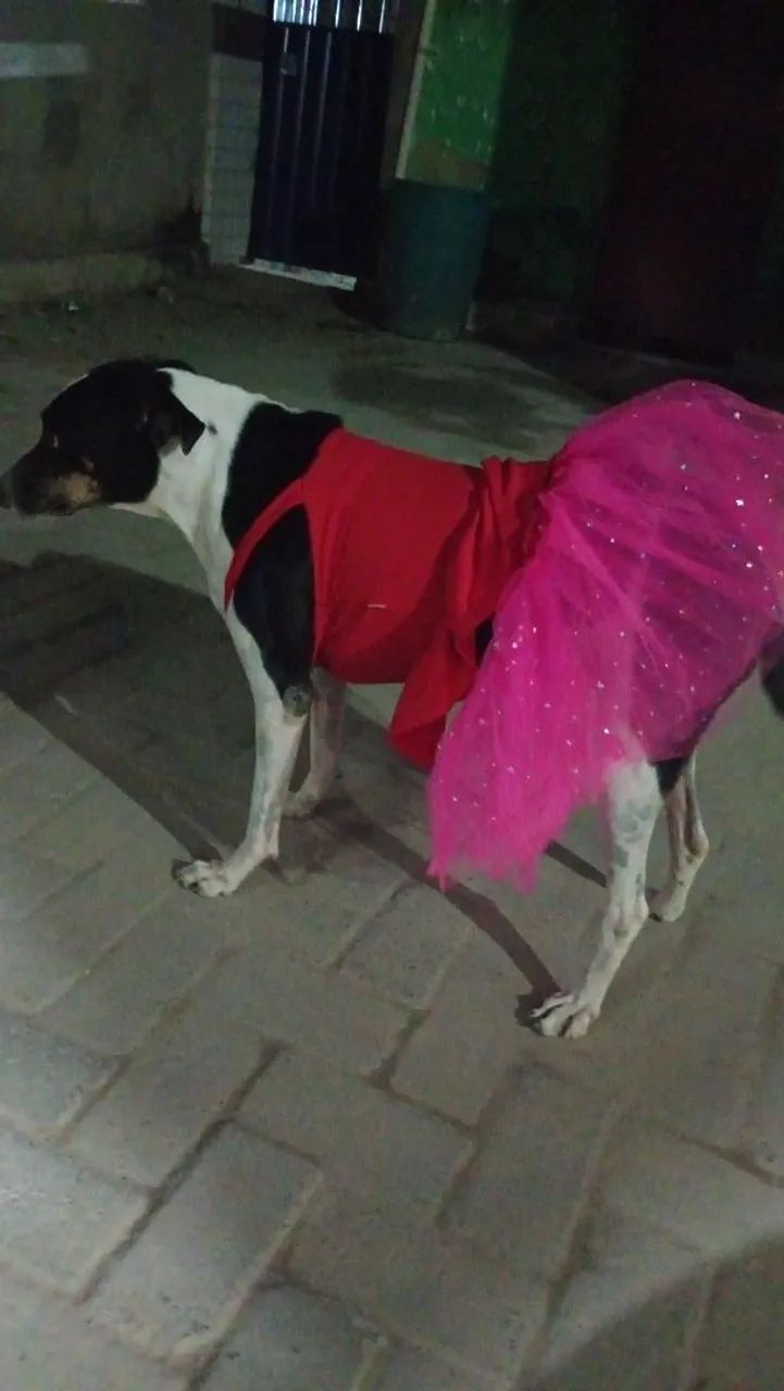 Cachorra para doar. Castrada vacinada  - Foto 5