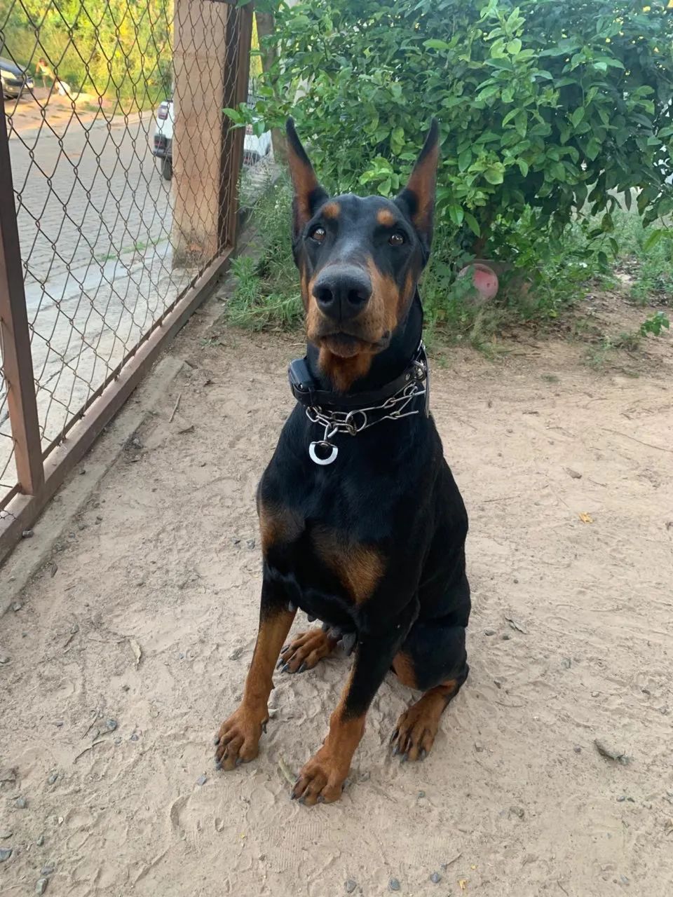 Doberman filhotes  - Foto 2