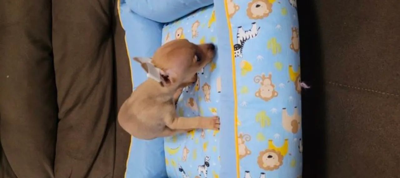 Pinscher ZERO - Foto 2