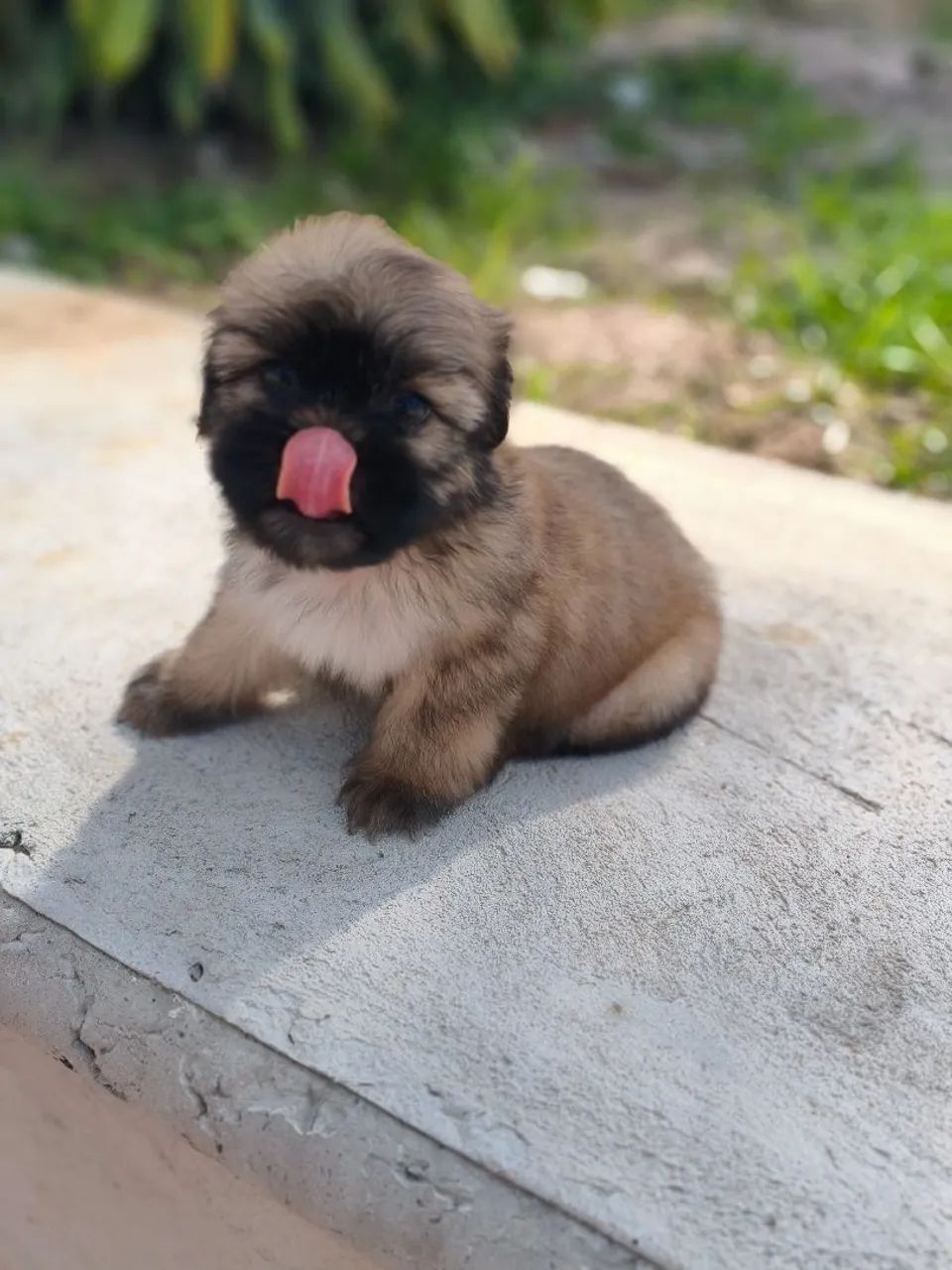 Shih Tzu - Foto 5