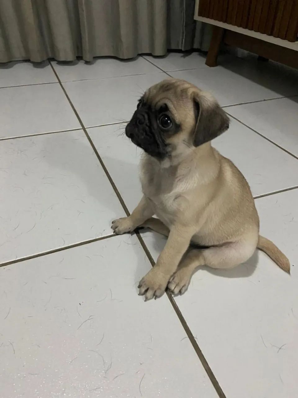 FILHOTE  PUG - Foto 4