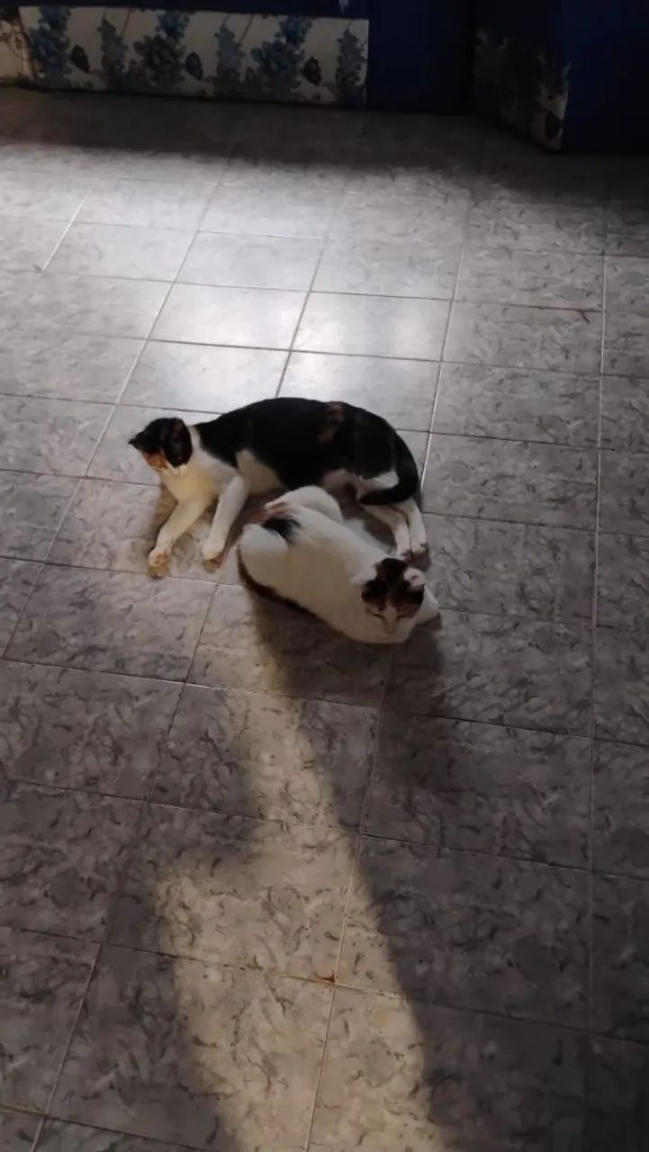 Adoção 