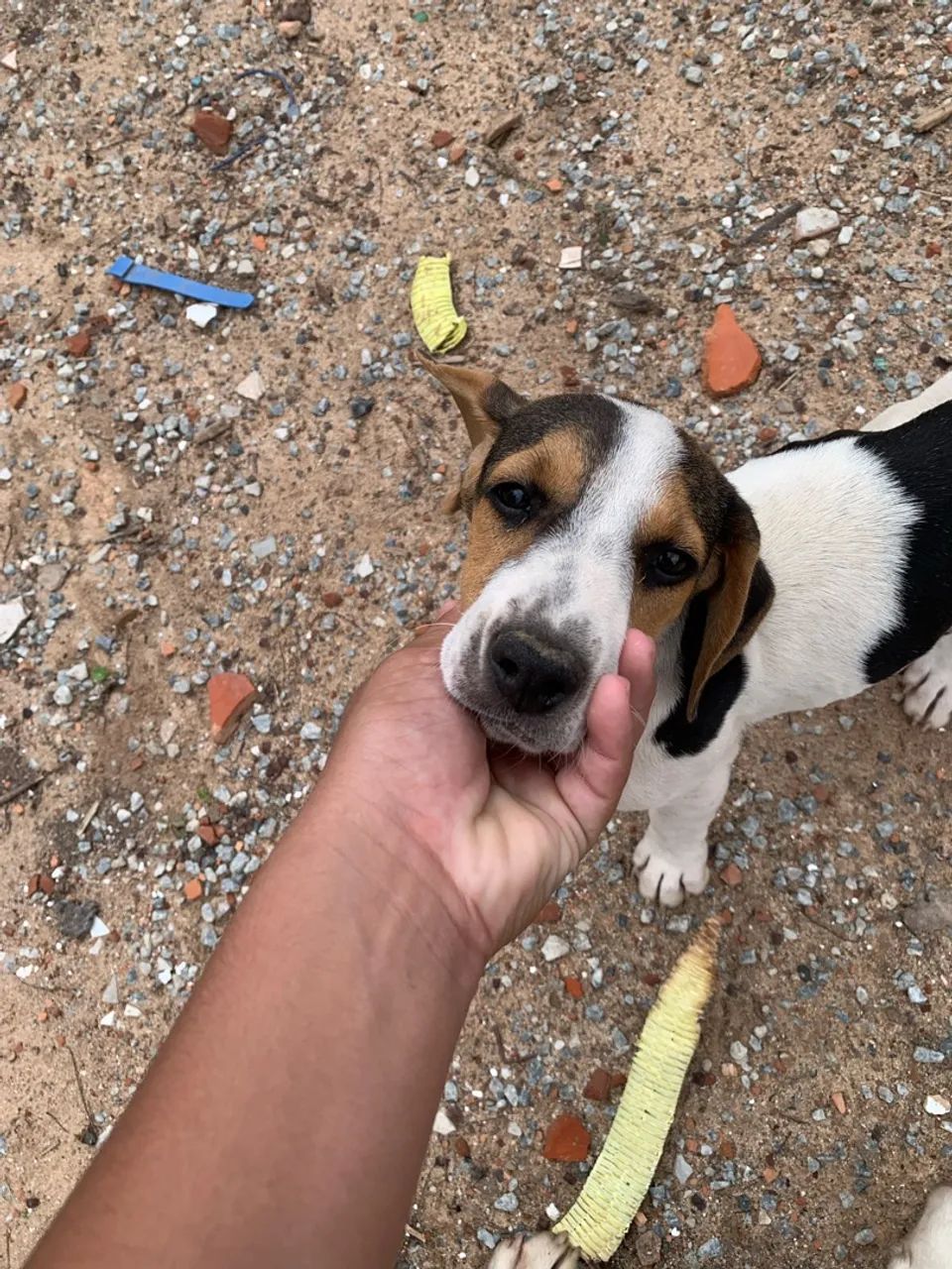 Cachorra caçadora pai e mãe no anúncio 