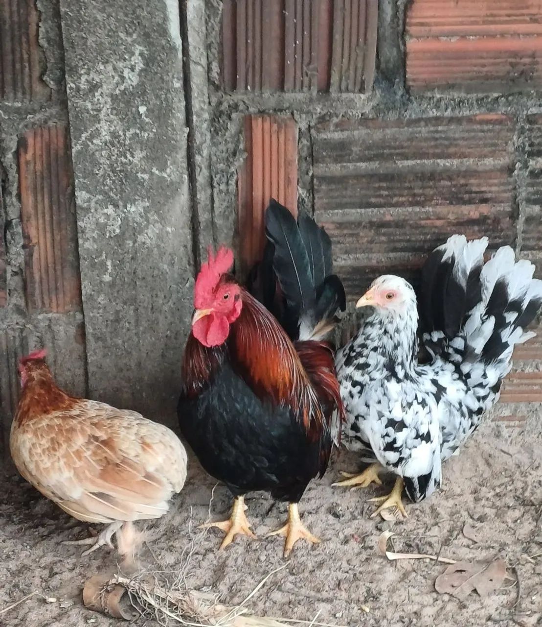 Galinhas nanicas 