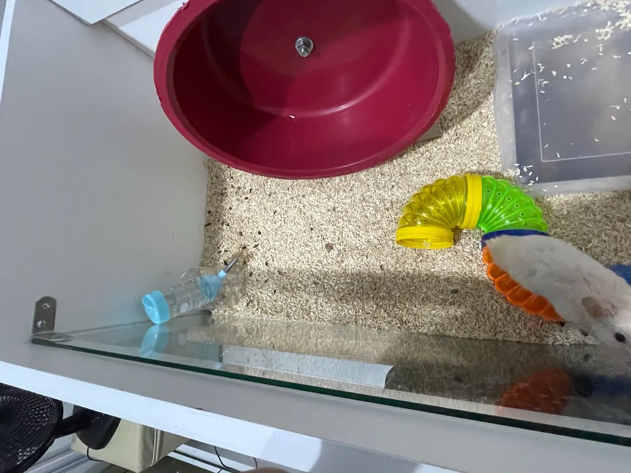 terrário hamster/roedores 