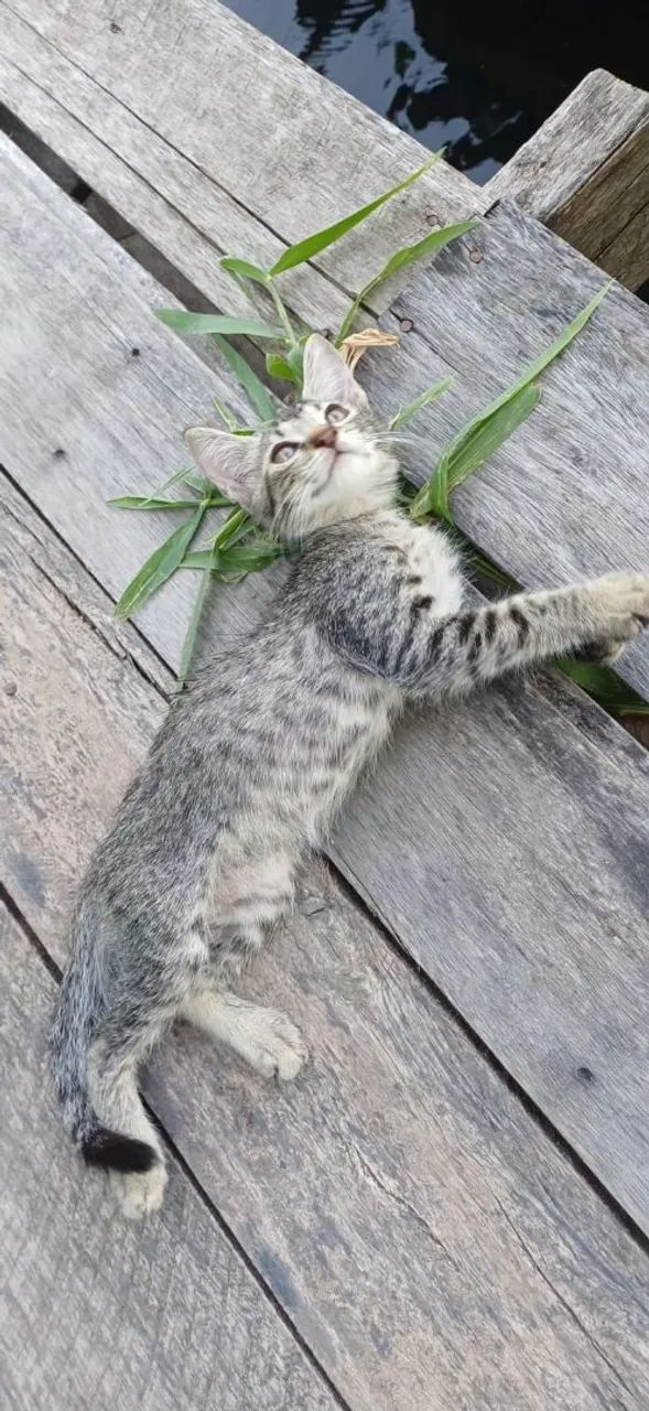 Gato