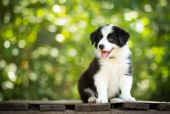 Border Collie 