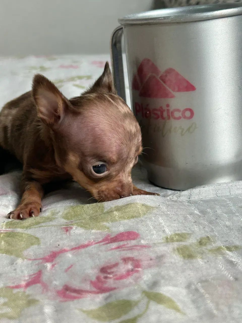Pinscher zero  - Foto 4