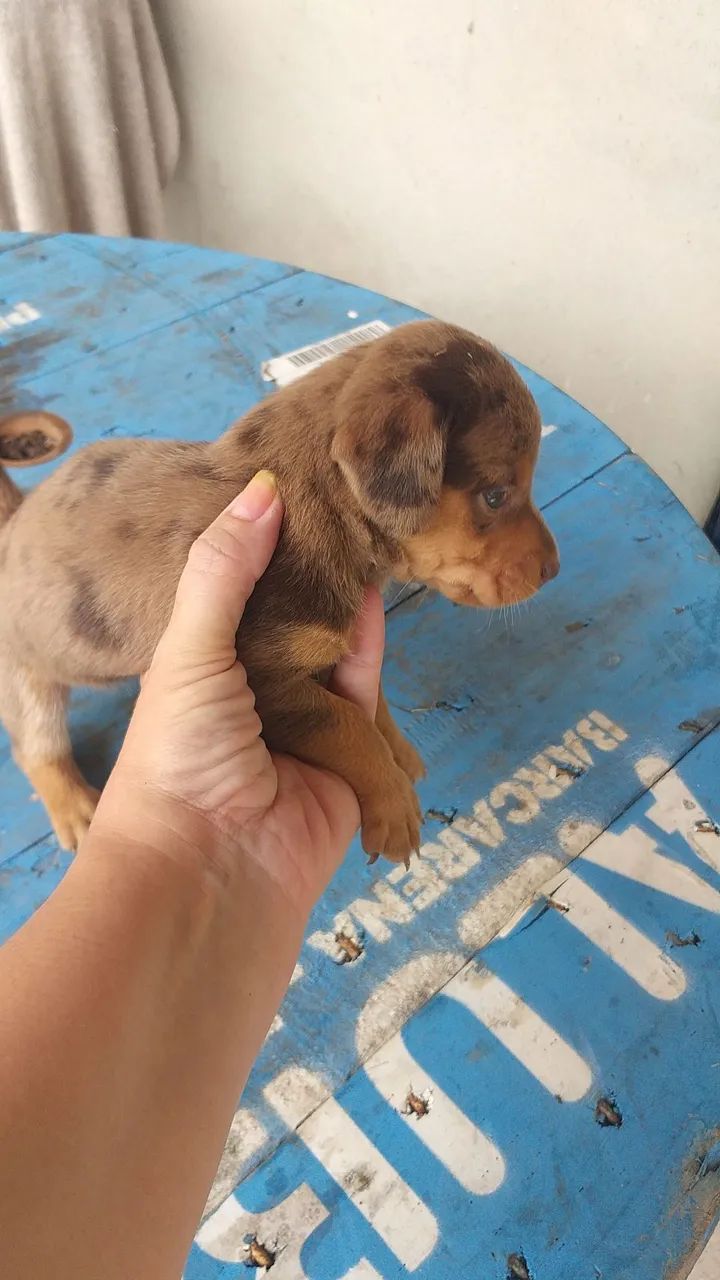 Filhotes de salsichas mofados