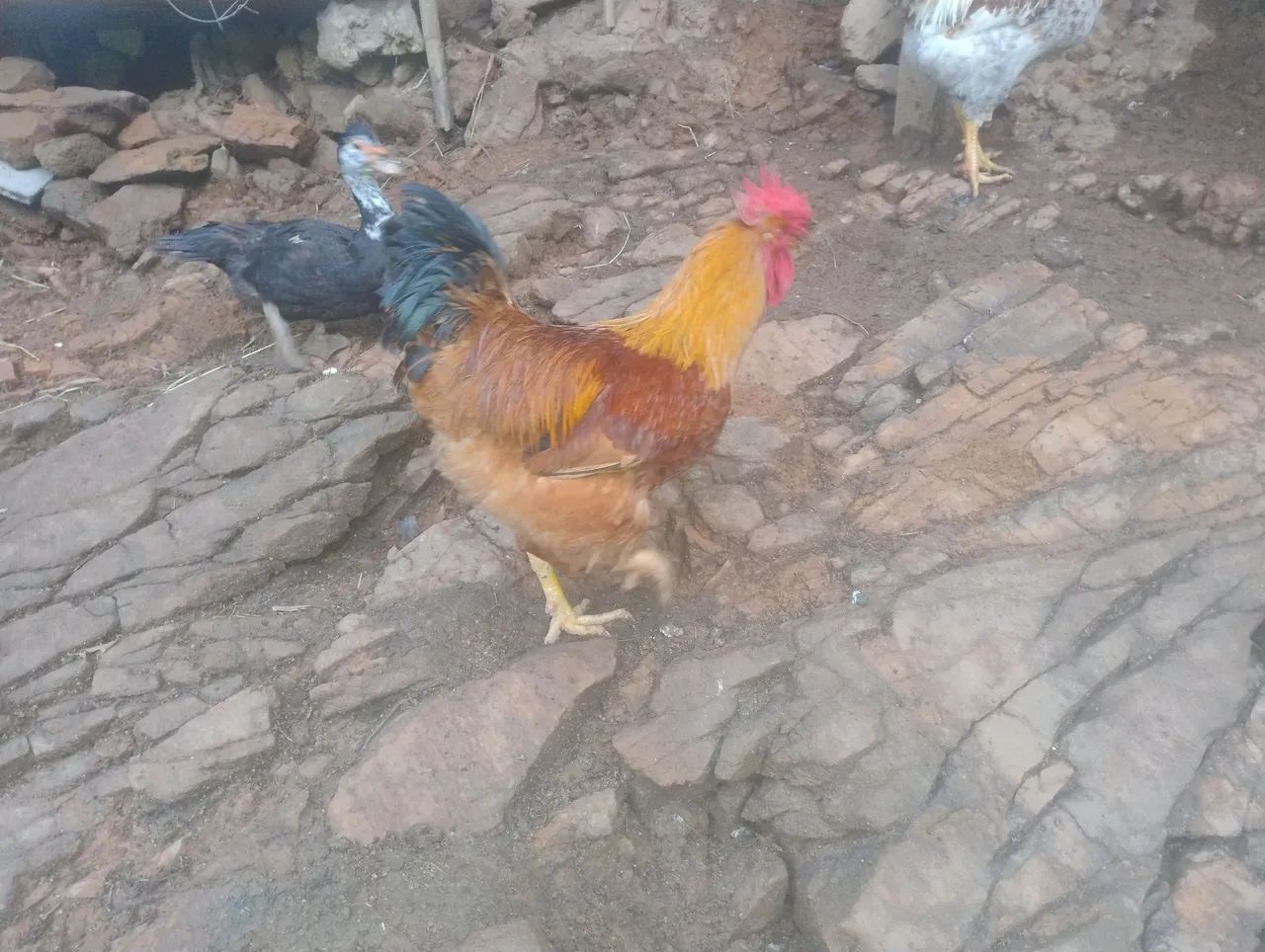 Galo caipirão . - Foto 4