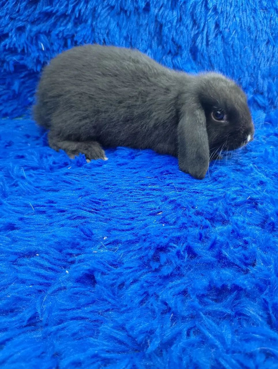 Mini coelho  - Foto 3