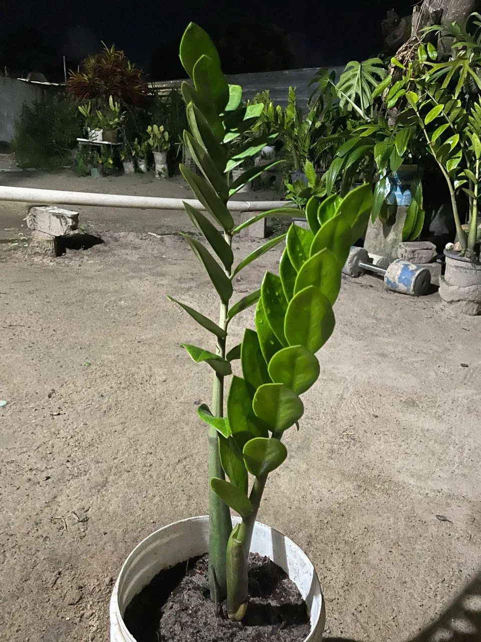 Mudas de plantas - Foto 3
