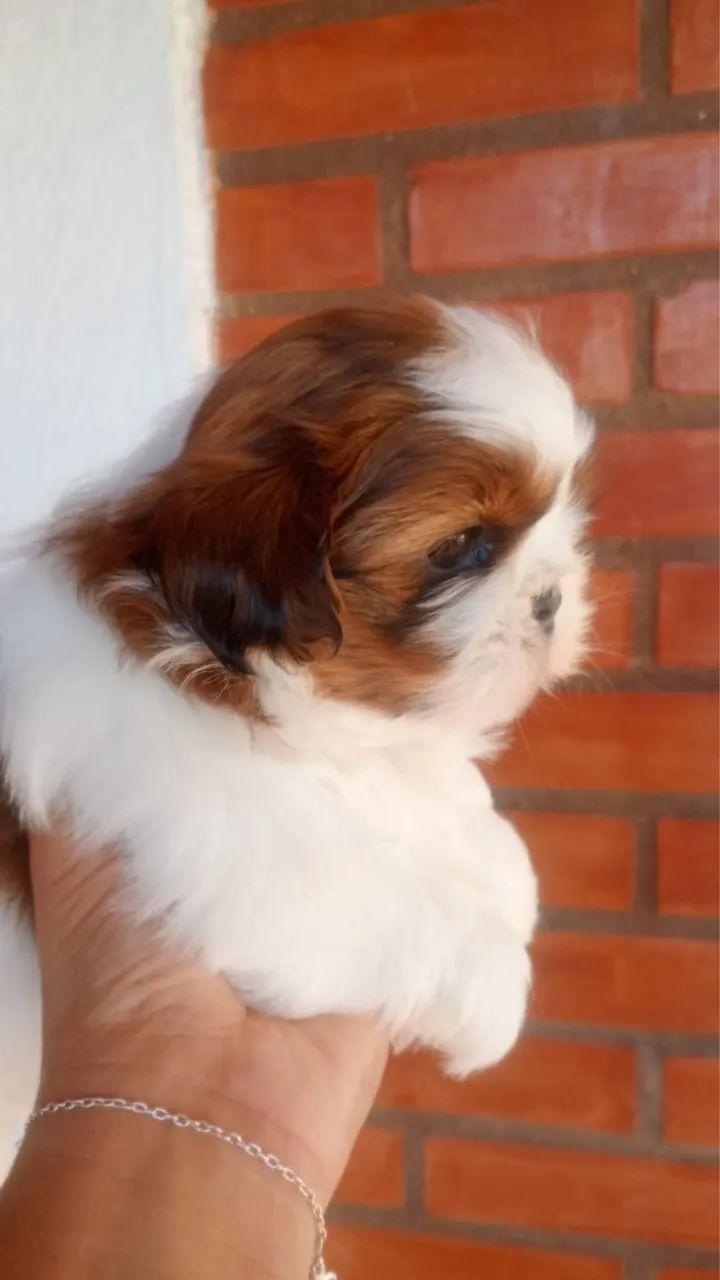 Shih tzu  - Foto 2