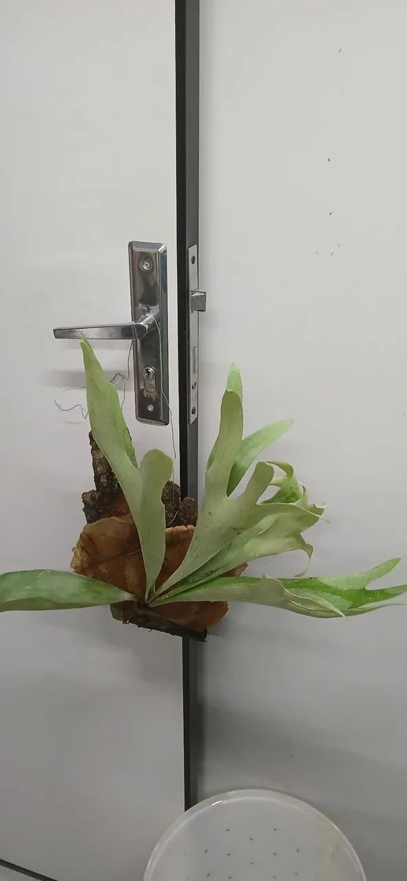 Samambaia chifre de veado  - Foto 5